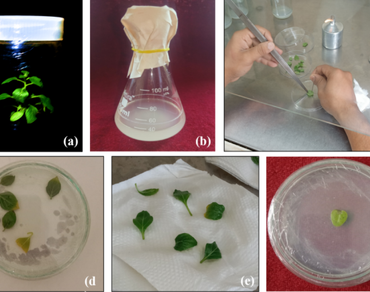 Hairy root culture, Withanolide A, n                     Agrobacterium rhizogenesn                  , In vitro biotechnology, n                     Withania somniferan