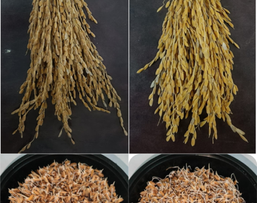 Physiological plasticity in assamese rice: linking metallokinetic handling to genotypic tolerance under nickel and lead stress 