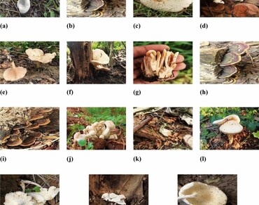 Fungal diversity, n                     Macrocyben                  , Wild mushrooms, Shivalik foothills microflora, Mushroom cultivation