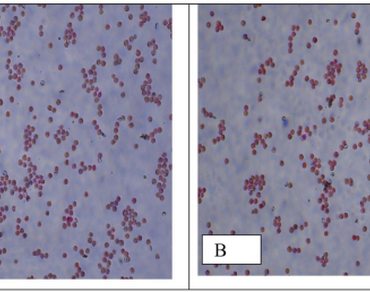 n                     Phoenix dactylifera L., Date palm, Liquid pollination, Pollen viability, Pollen germination, Copper-based fungicides