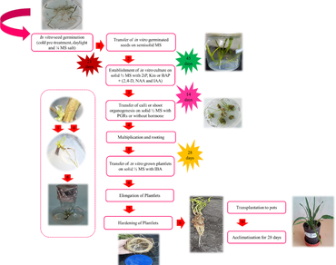 Brine shrimp, Callus formation, Hemolysis degree, Regeneration, Shoot organogenesis, n                     Plantago lanceolatan