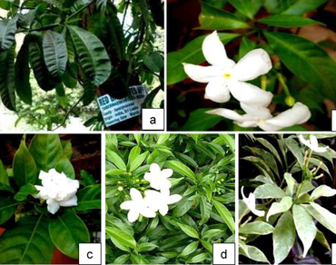 Apocynaceae, ISSR, Phylogenetic tree, Polymorphism, n                     Tabernaemontanan