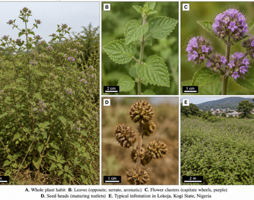 Nutrient, Invasion, Organic matter, Native species, Soil, Nigeria, Guinea savanna