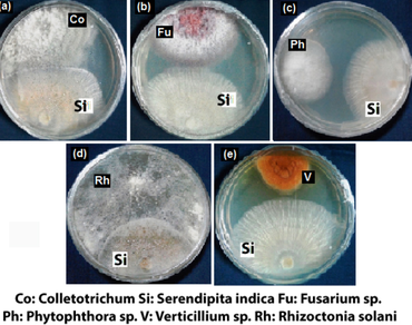n                     Serendipita indican                  , n                     Verticillium sp., n                     Phytophthora sp., n                     Solanum melongena L., Defense enzymes