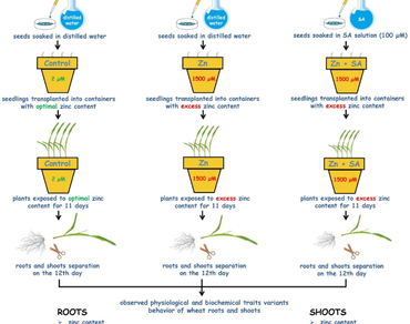 Growth, Photosynthesis, Plant hormones, Pigments, Wheat, Zinc excess