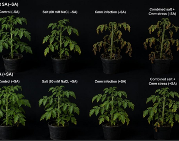 Exogenous salicylic acid induces GluA and PR1a defense genes and enhances tomato tolerance to combined salinity and bacterial canker stress