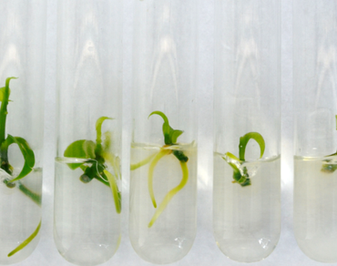 In vitro response of vanilla (Vanilla planifolia Jacks. ex Andrews) to water stress induced with polyethylene glycol