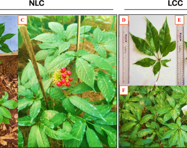 Deciphering an InDel marker to differentiate Panax vietnamensis var. vietnamensis and Panax vietnamensis var. fuscidiscus