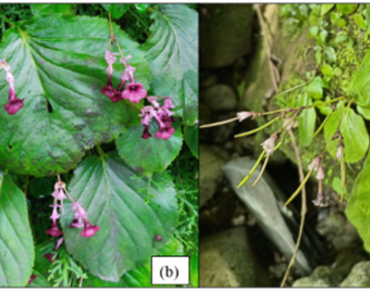 n                     Didymocarpus pedicellatusn                  , Phenological stages, Phytochemistry, Gas chromatography, Mass spectrometry, Antioxidants