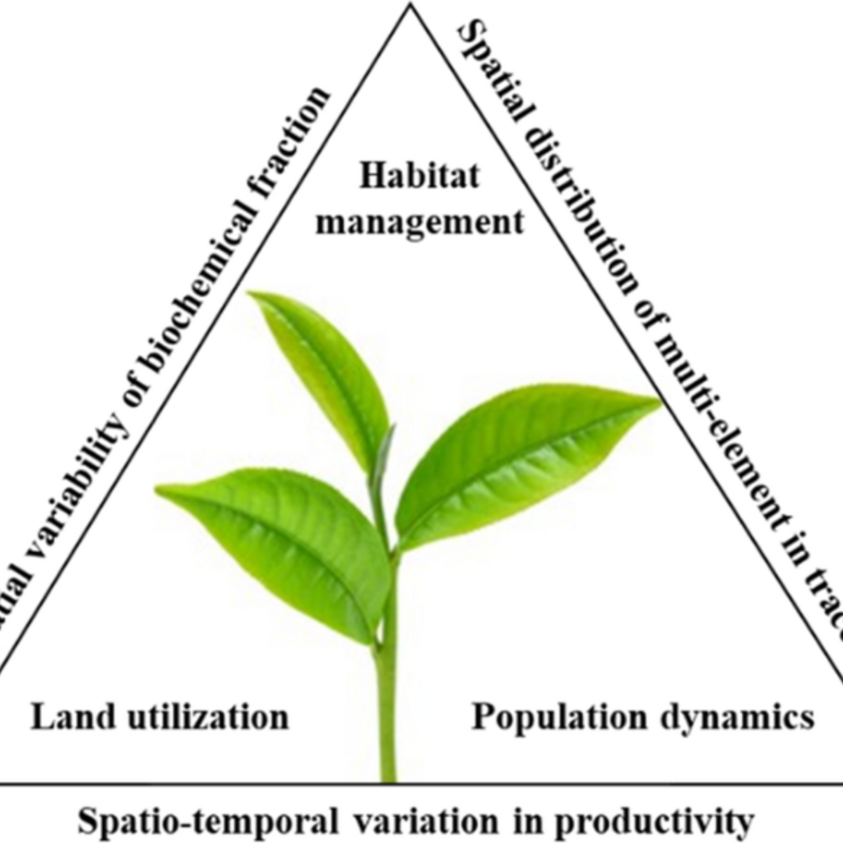 Understanding the population dynamics and spatial variability of tea