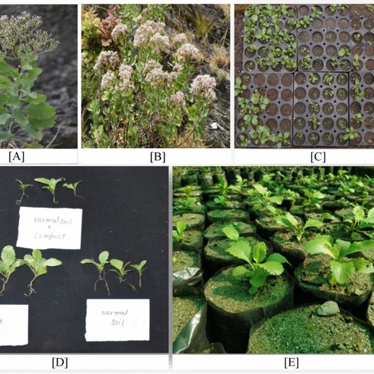 Seed germination and early seedling growth behavior of critically ...
