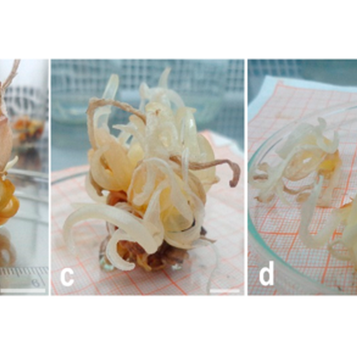 In vitro shoot formation and enrooted minicorm production by direct