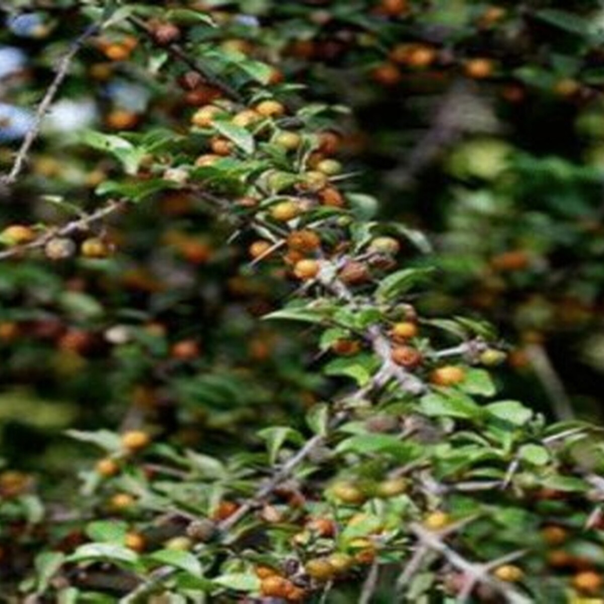 A review on Indian traditional shrub Canthium coromandelicum a unique