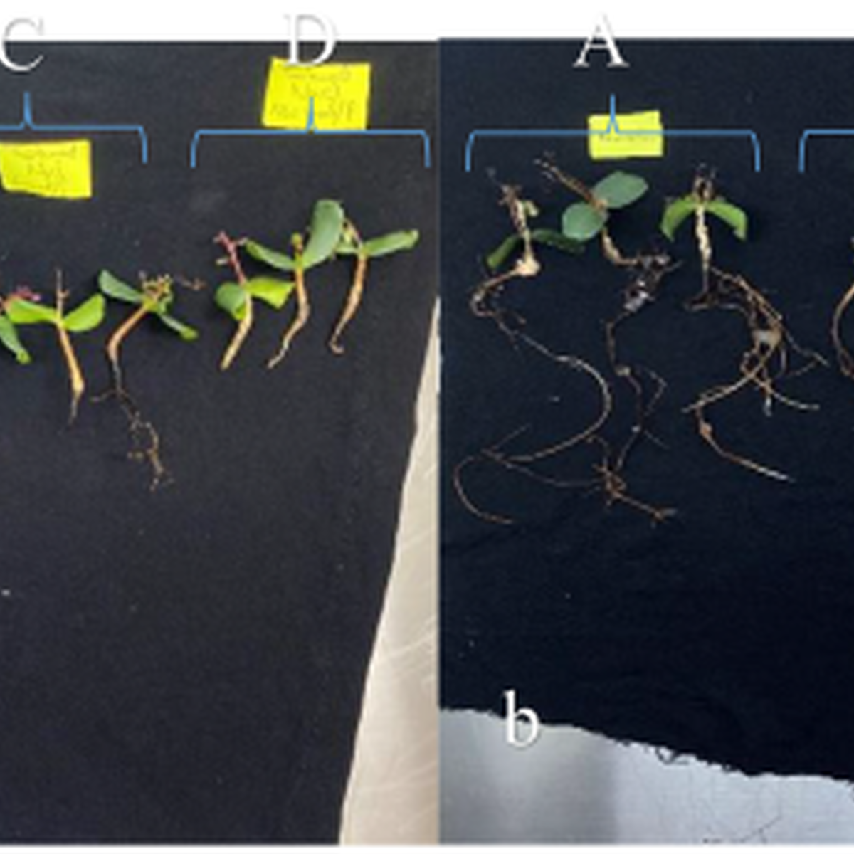 Influence of drought and salt stresses on the morpho-physiological and ...