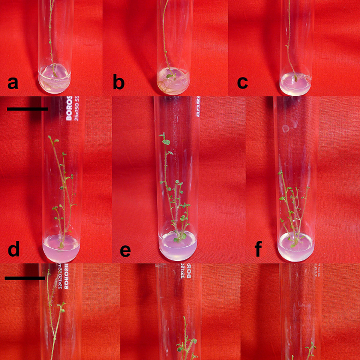 Microclonal Geometry Microclonal propagation of genetically true-to-type indigenous Solanum ...