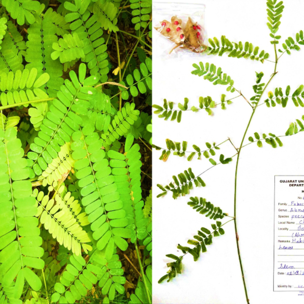 Assessment of genetic diversity in Abrus precatorius L. from Gujarat by ...